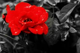 Red Flower